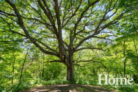The magnificent tree in all her glory.